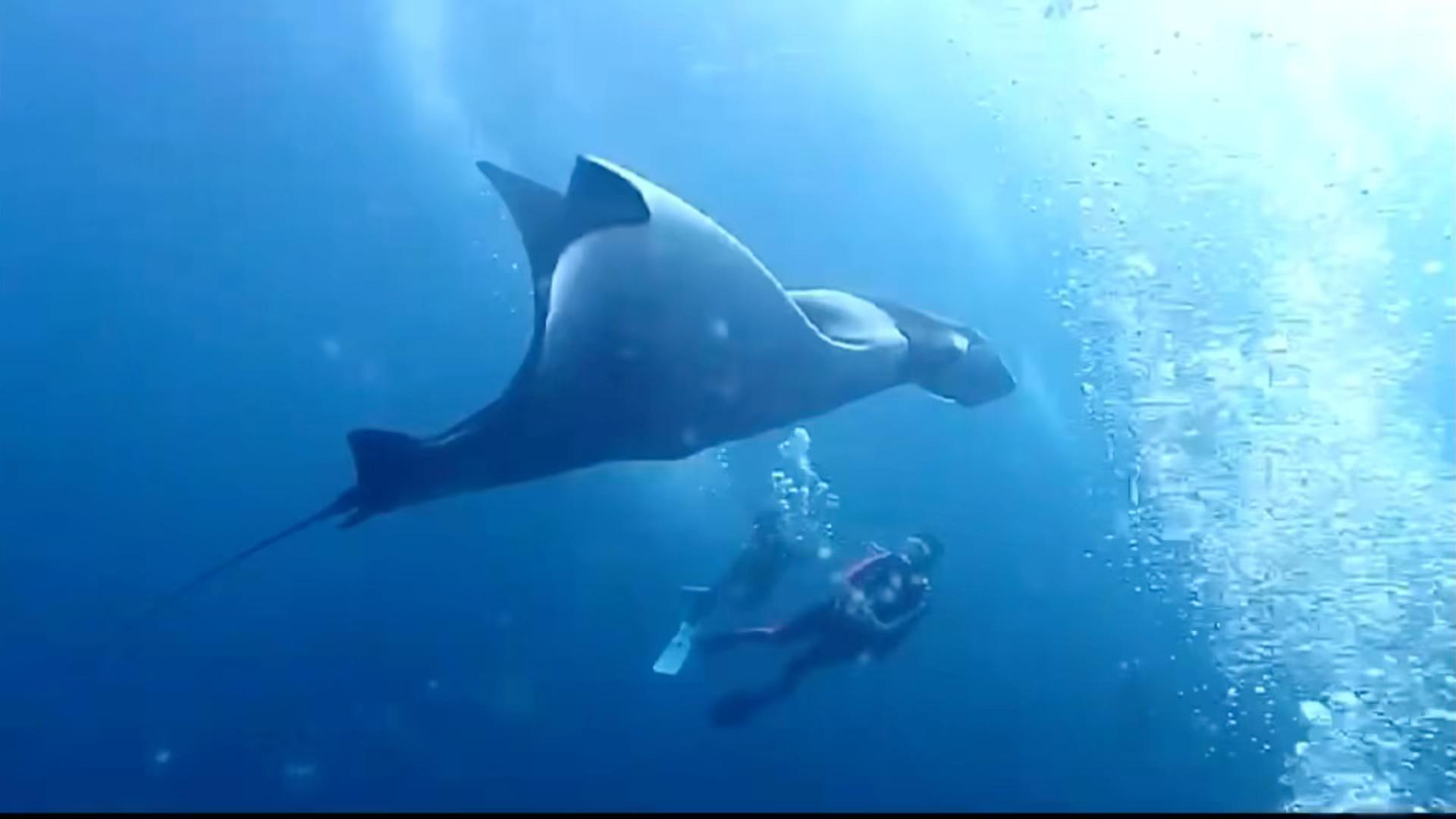 教练拍的魔鬼鱼:学名蝠鲼,体长有七八米,从侏罗纪开始生存了一亿多年