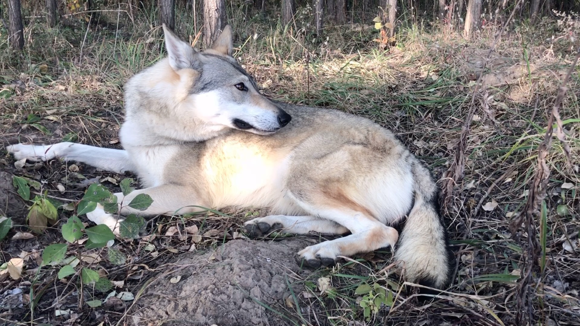 活動作品自然陽光下照射出來的感覺很嫵媚捷克狼犬