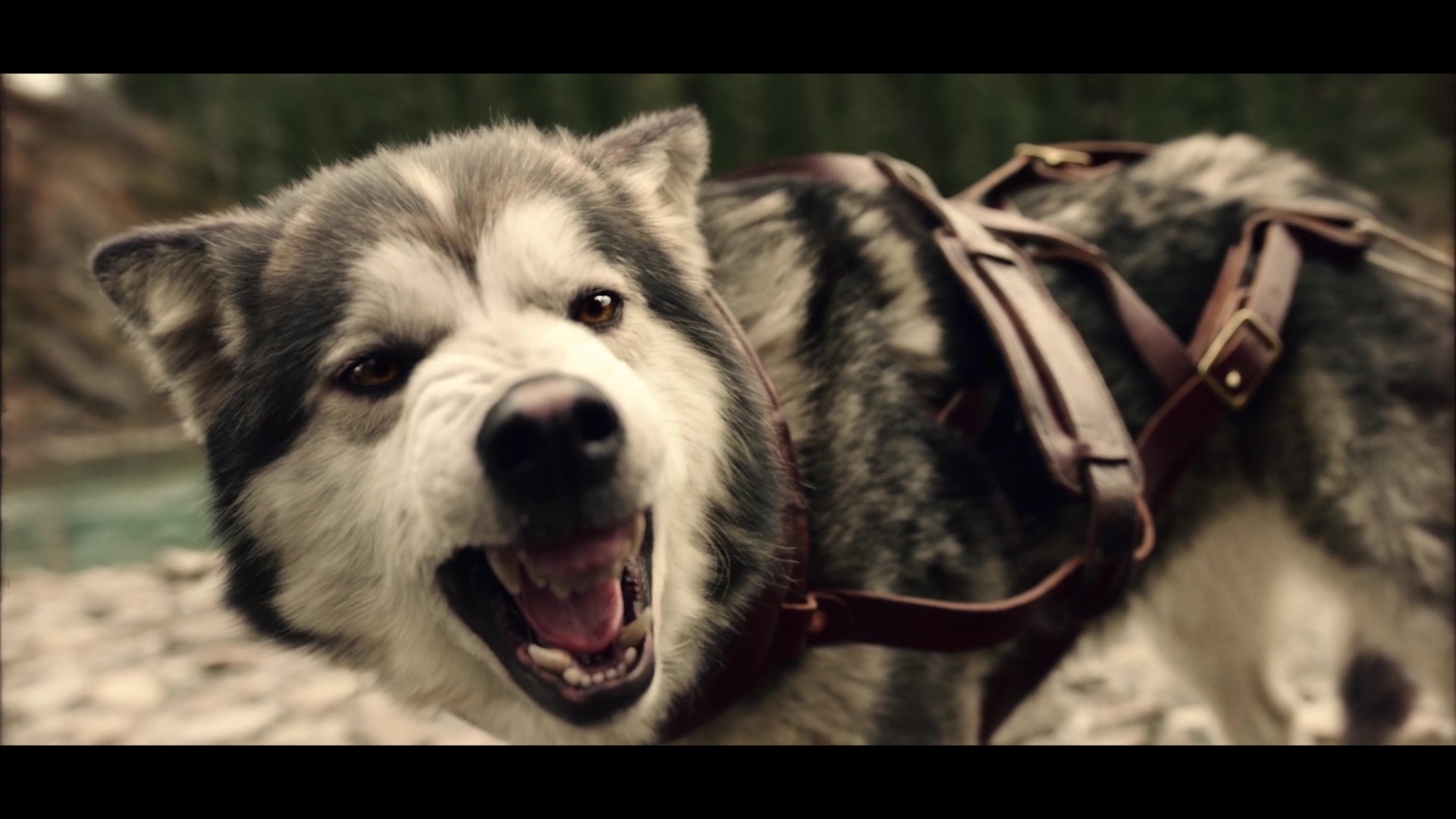 多哥:真实事件改编,狗的忠诚和坚持,温暖又正能量_哔哩哔哩 (゜-゜)つ