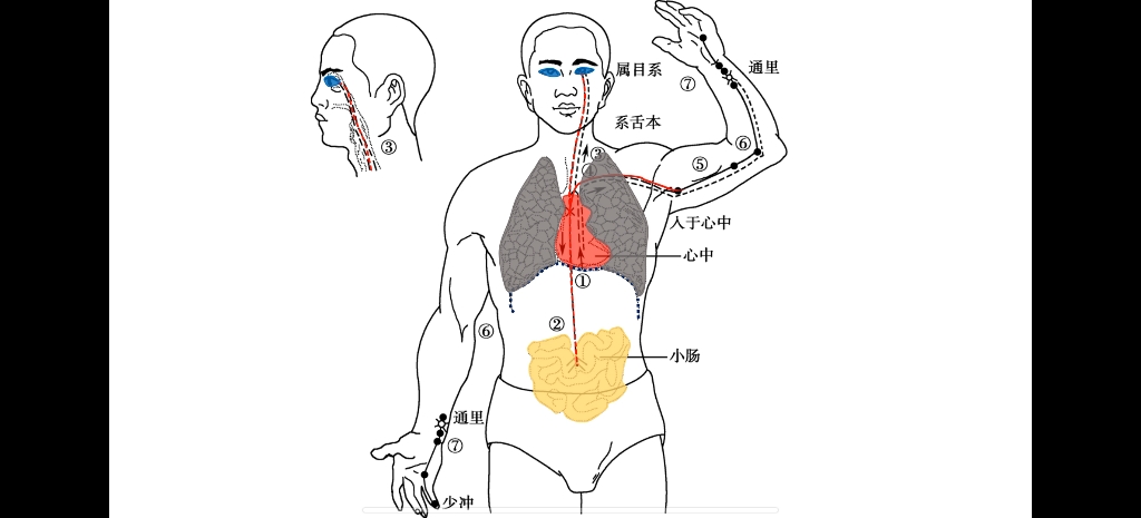 [图]十二经脉循行 自用