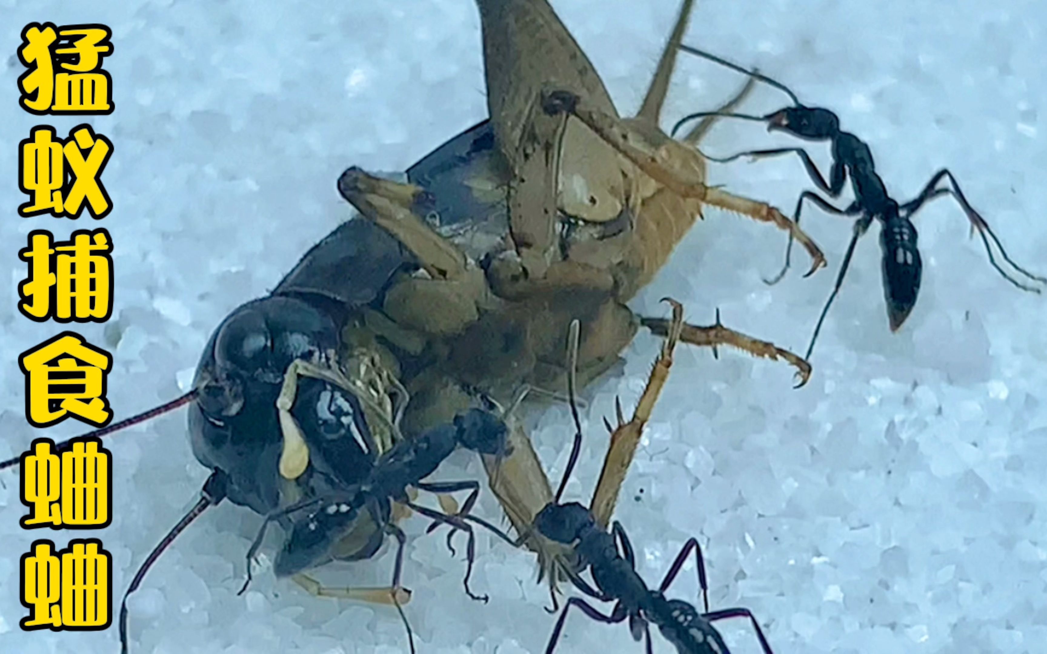 基氏细猛蚁捕食蛐蛐 蚂蚁vs蛐蛐