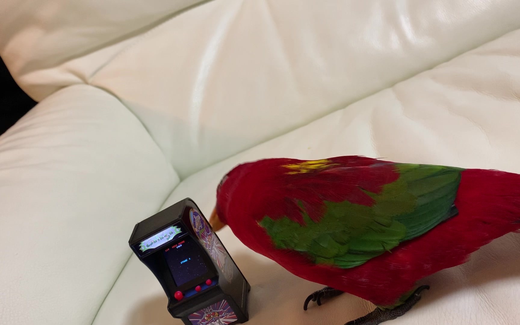 红鸟银莓 Red birb playing Galaga then destroy哔哩哔哩bilibili