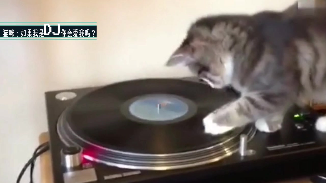 [图]DJ旋转打碟，碟猫合体,猫咪：如果我是DJ你会爱我吗？