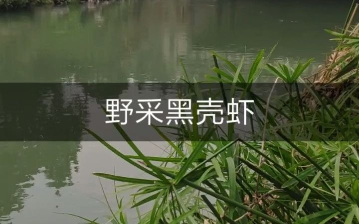 野采黑壳虾 几乎分布于全国各地哔哩哔哩bilibili