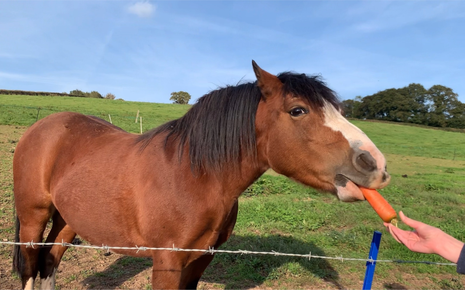 给宠物马honey喂胡萝卜
