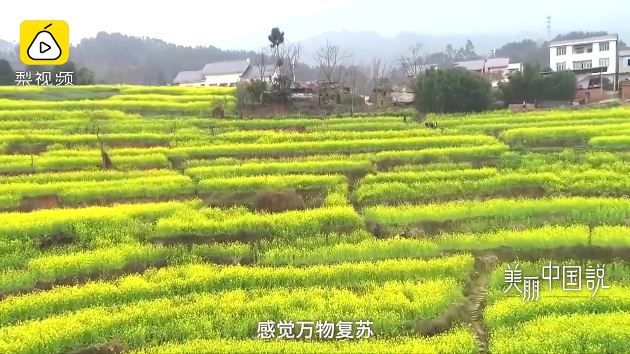 [图]四川屏山县中都镇，受独特的河谷气候影响，中都镇的春天来的比省内绝大多数地方要早上两个月。当川内大部分地区的早春作物都还处于萌芽状态...。