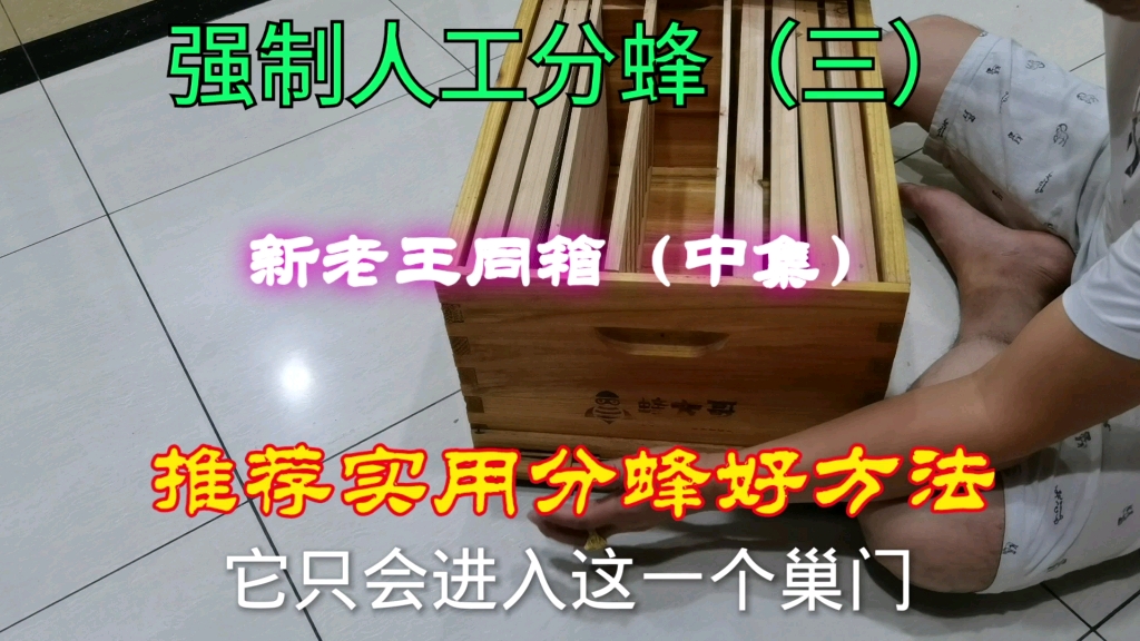 强制人工分蜂之(三)中集:新老王同箱分蜂成功篇,更实用更方便,成功率更高的分蜂技术讲解!哔哩哔哩bilibili