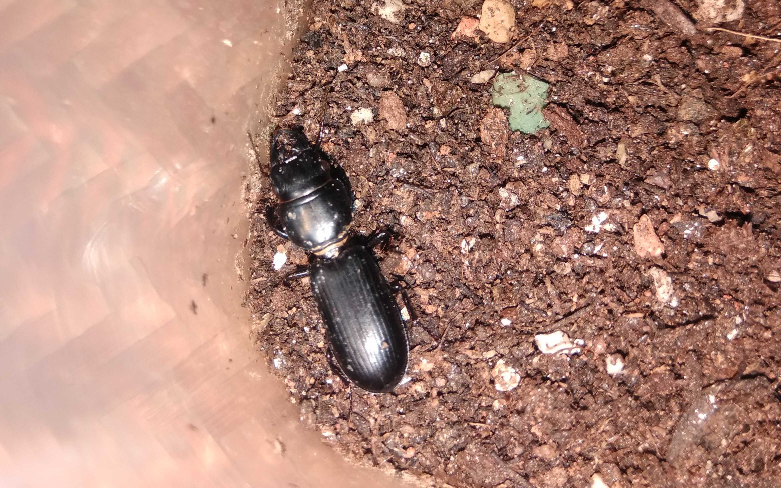 蝼步甲scarites sp.捕食同体型蟋蟀