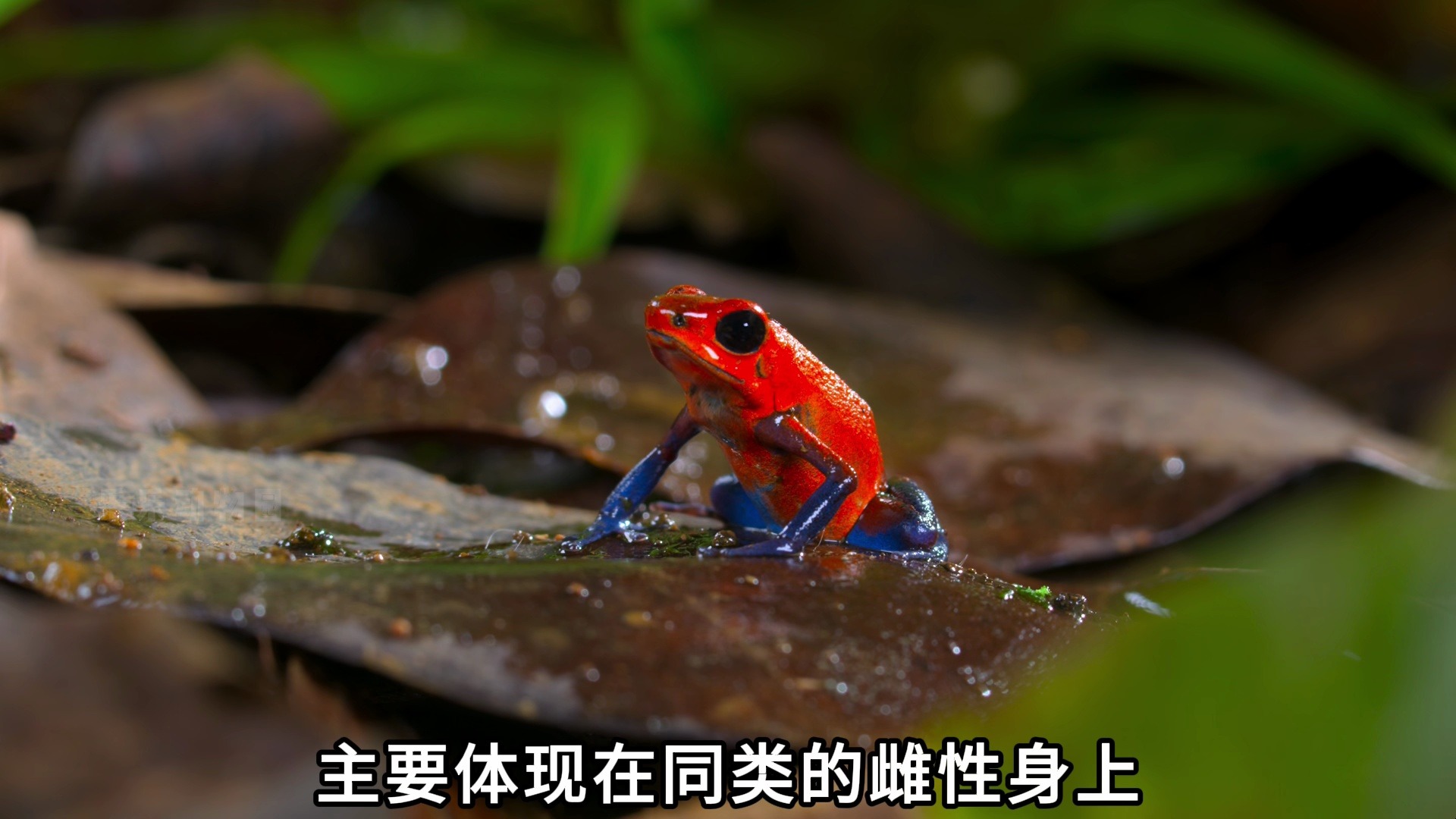 草莓箭毒蛙