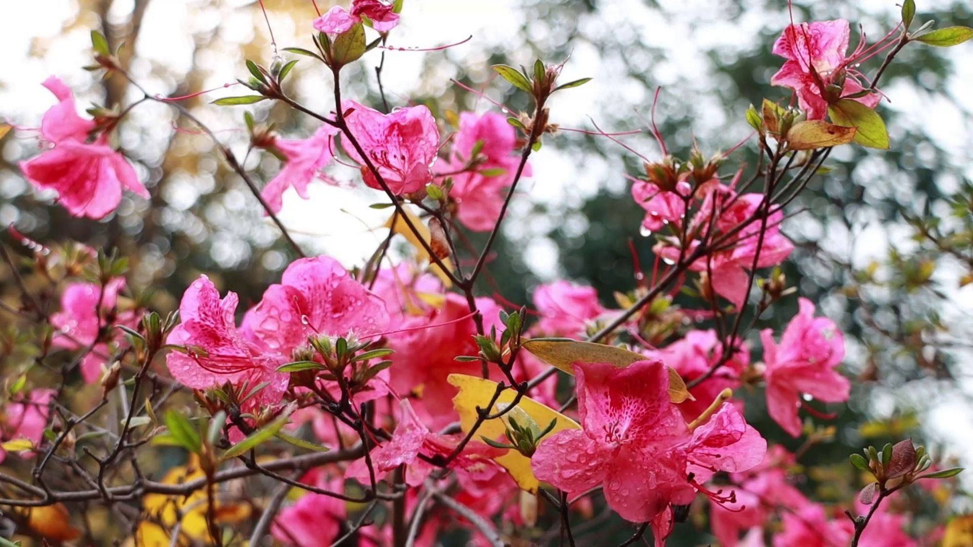 日照市五莲县:初冬杜鹃花