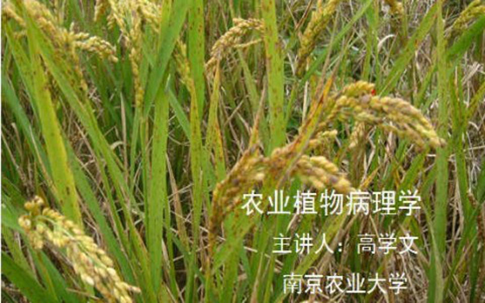 农业植物病理学  南京农业大学(国家精品课)哔哩哔哩bilibili