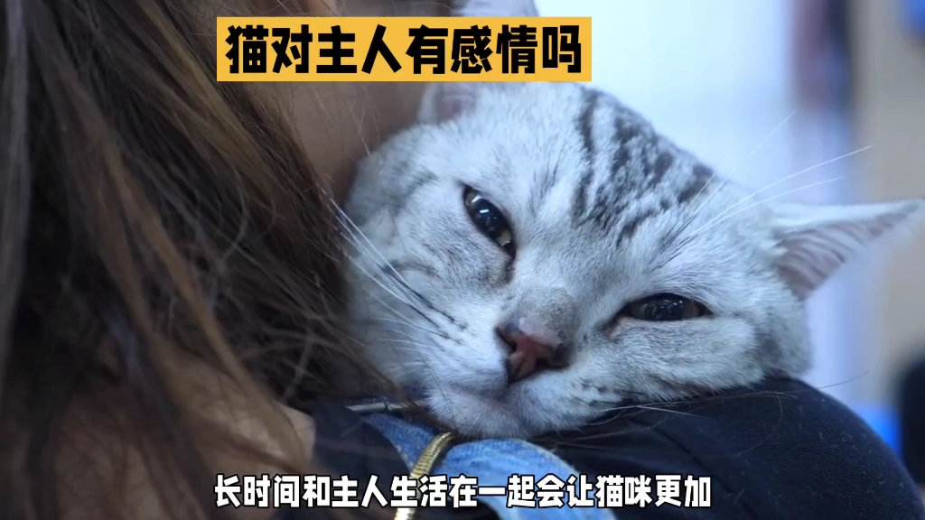 猫对主人有感情嘛哔哩哔哩bilibili