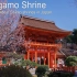 【日本巡礼-26.京都府】上賀茂神社 | 桜と紅葉の名所 | Kamigamo Shrine