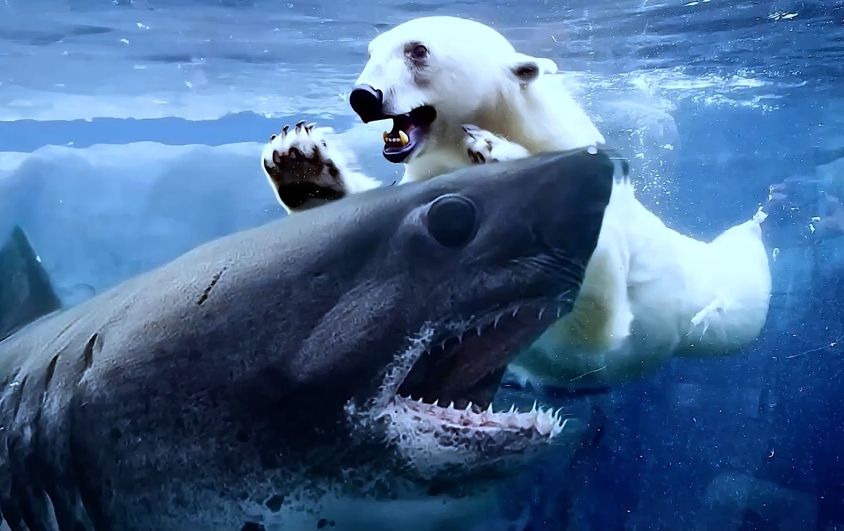 北极熊狩猎瞬间,海豹是必点菜,海象有点难搞,来条白鲸尝个鲜!