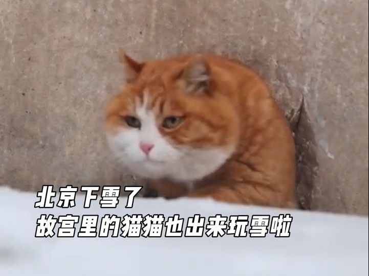 [图]故宫里的“御前带膘侍卫”出来玩雪啦~ #帕帕 #故宫猫 #可爱