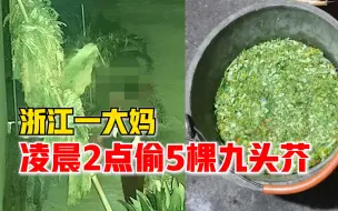 Download Video: 浙江一大妈凌晨2点偷5棵九头芥：路过看到后趁没人下手