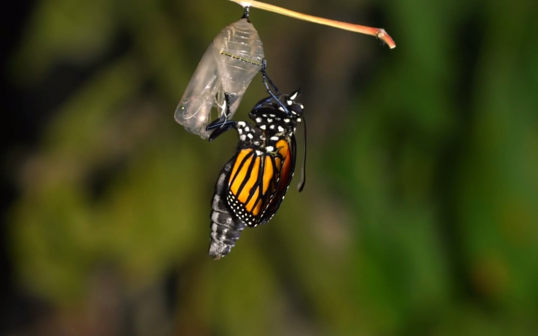 蝴蝶近距离拍的照片图片