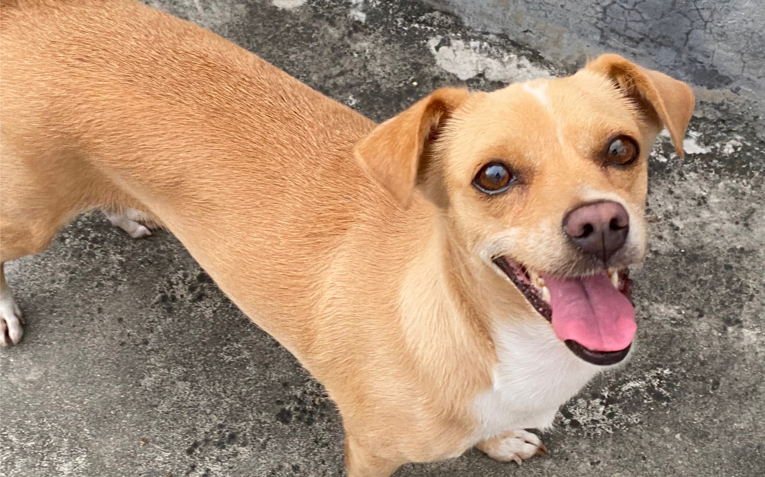 感天动地终于自己主动吃狗粮了