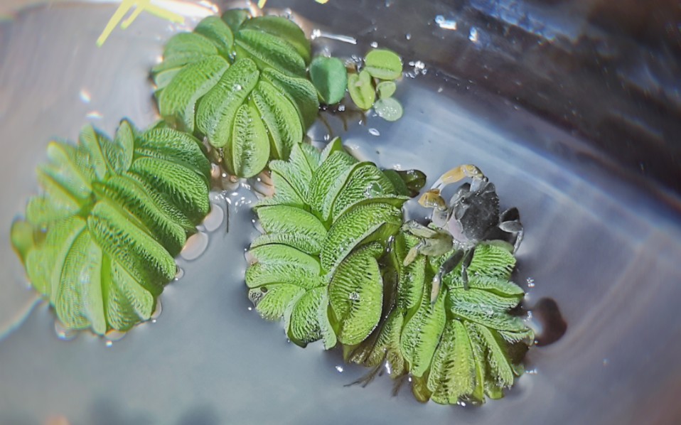 夏天的小动物们