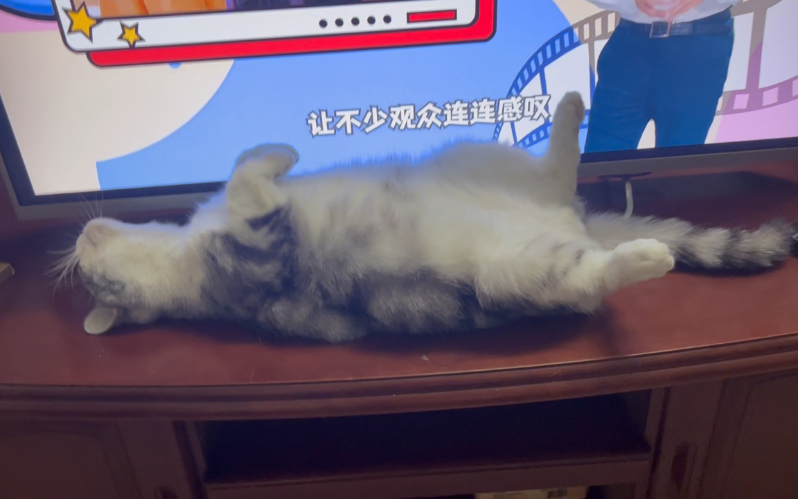 [图]当代摆烂猫咪