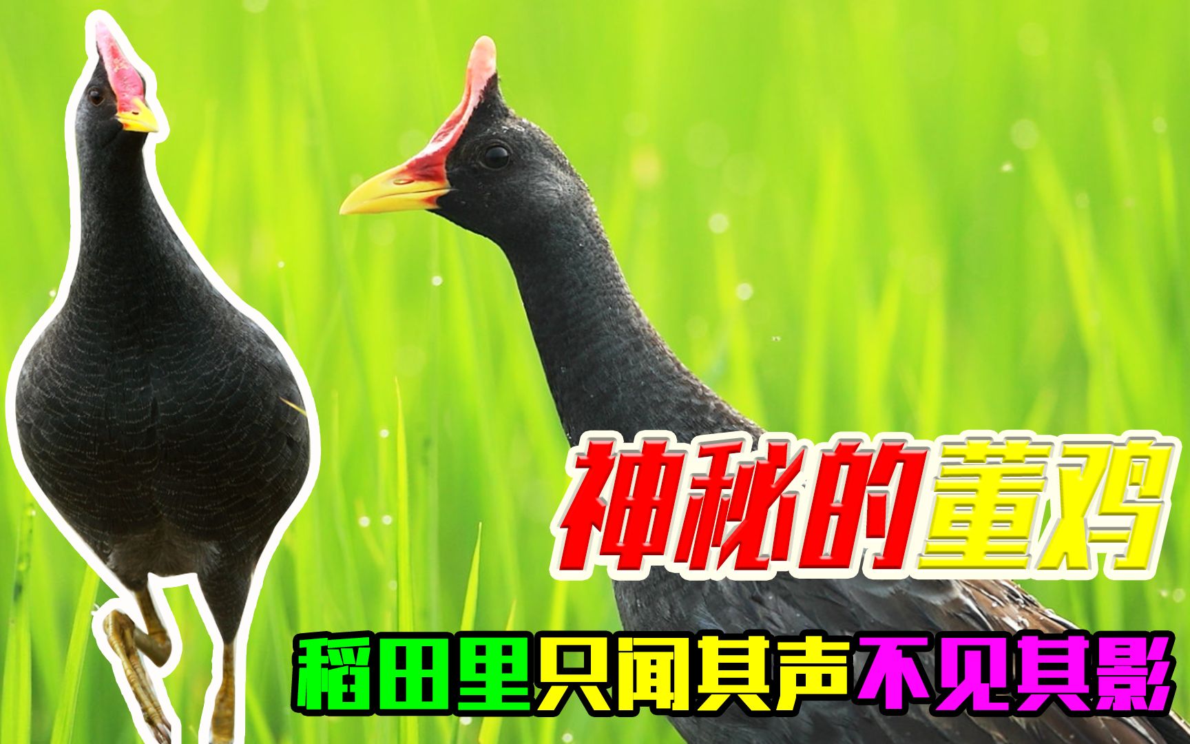 稻田里传来阵阵董鸡叫声,它的走路姿势很奇怪,像什么呢?