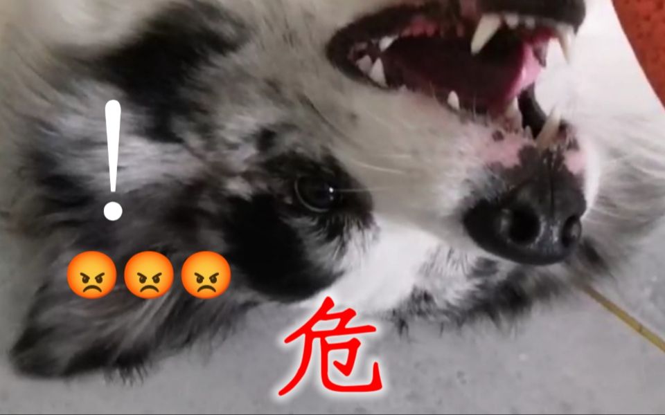 【帝國の兇獸】绝凶边牧咬人第一视角