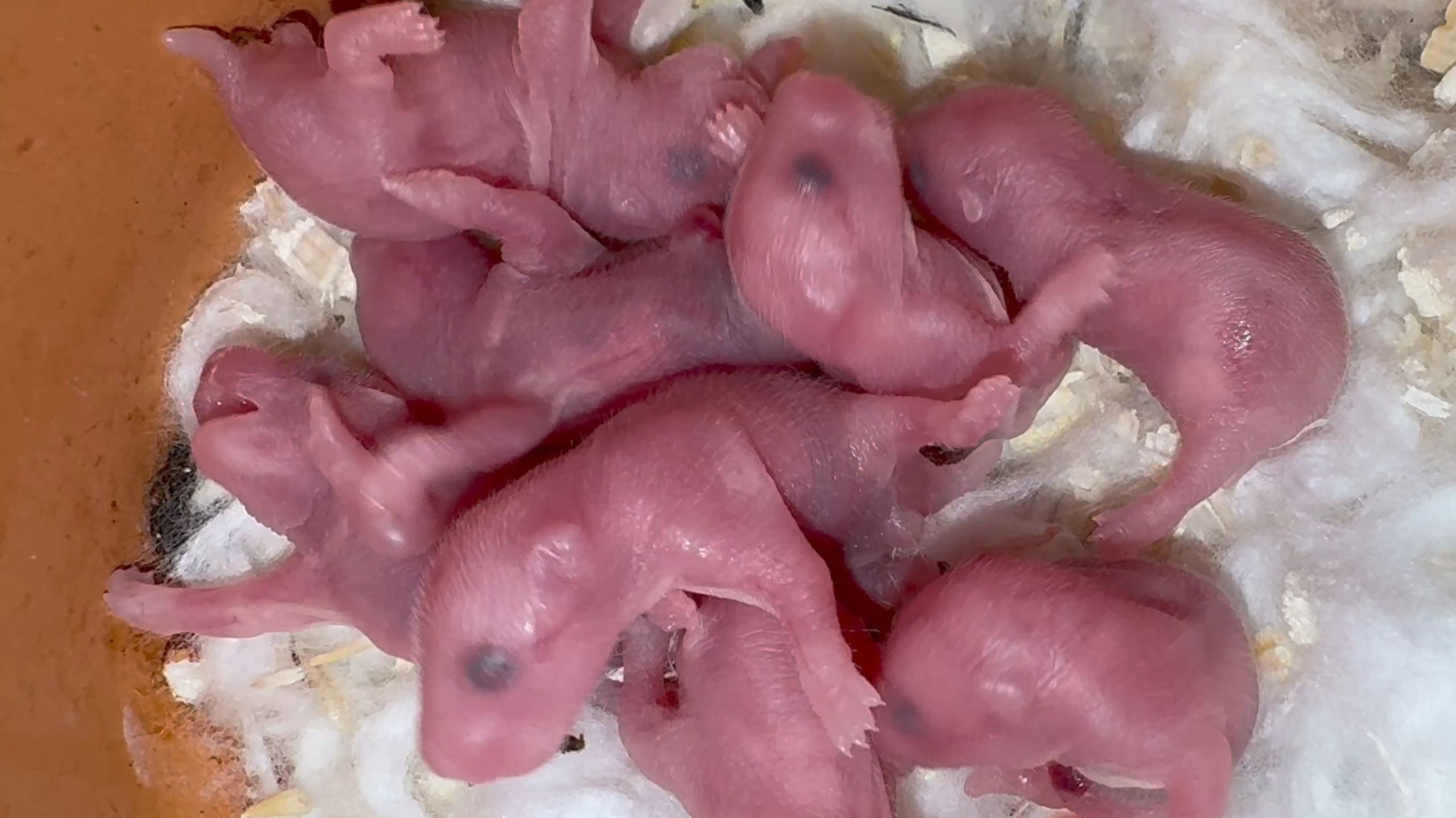 金丝熊仓鼠出生成长记录