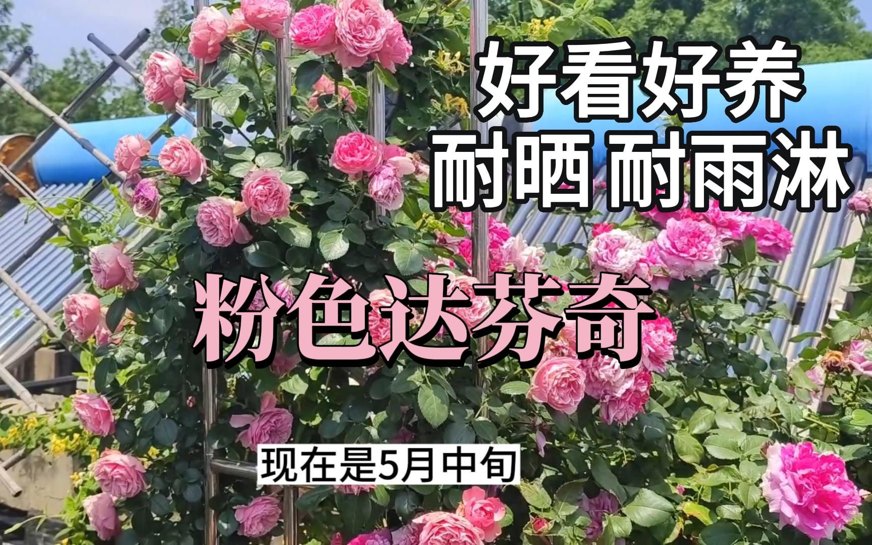 粉色达芬奇——除了名声,各方面都完美的月季品种,还耐晒耐雨淋哔哩哔哩bilibili