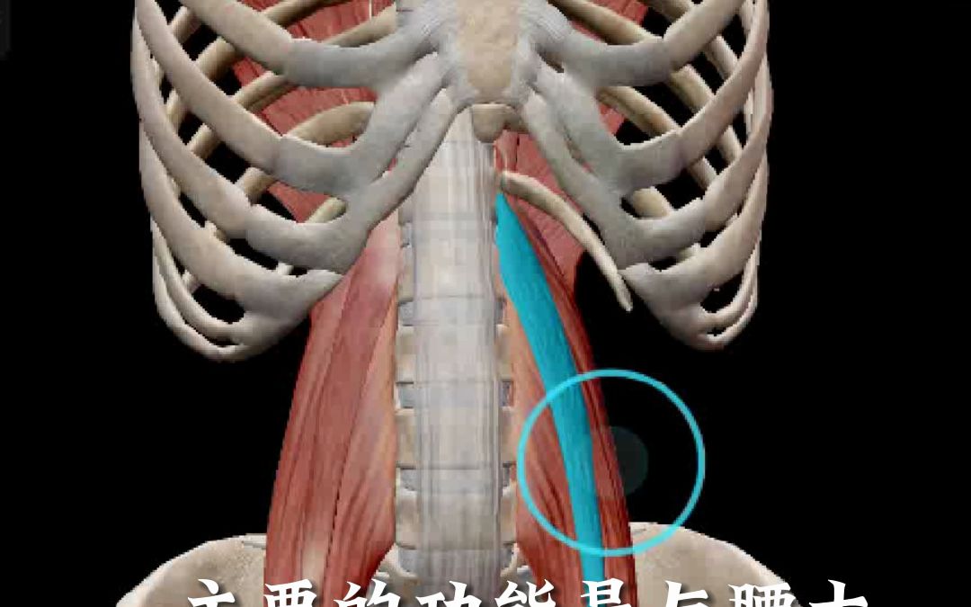 快速了解 腰小肌 肌肉解剖 腰部肌肉