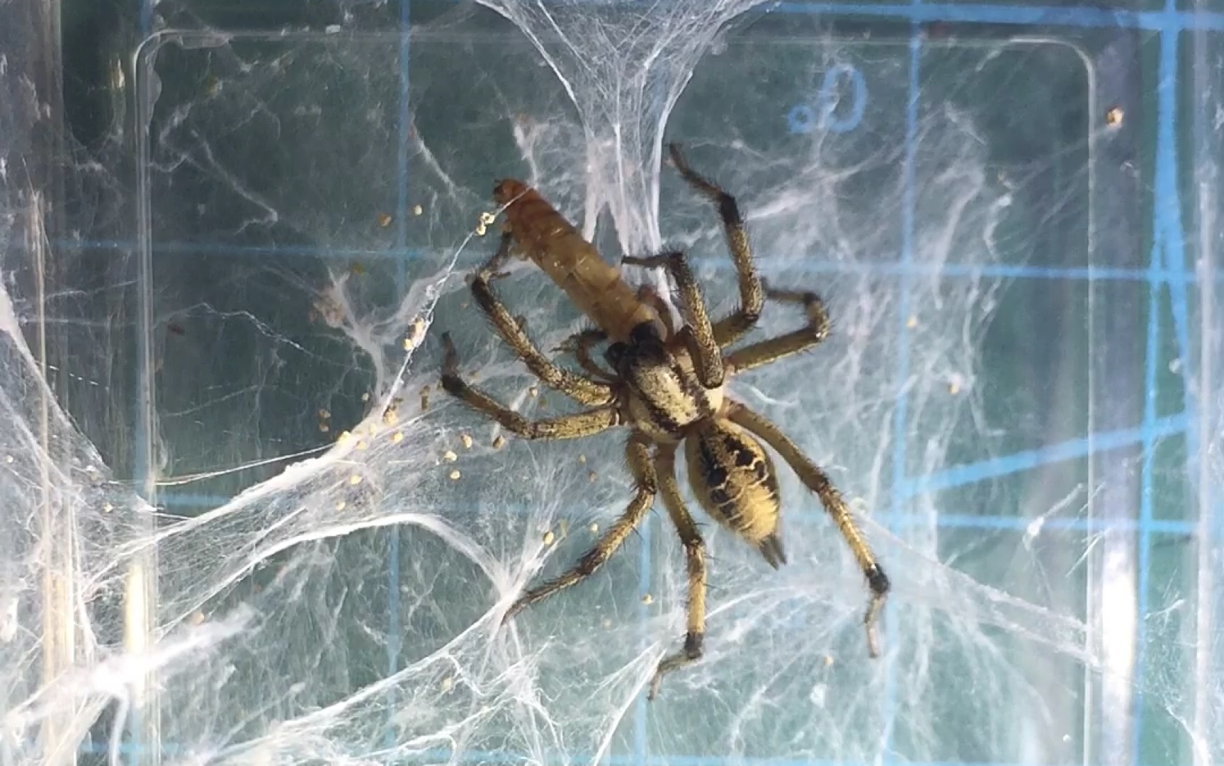 【漏斗蛛科】漏斗蛛科漏斗蛛属森林漏斗蛛agelena silvatica 捕食