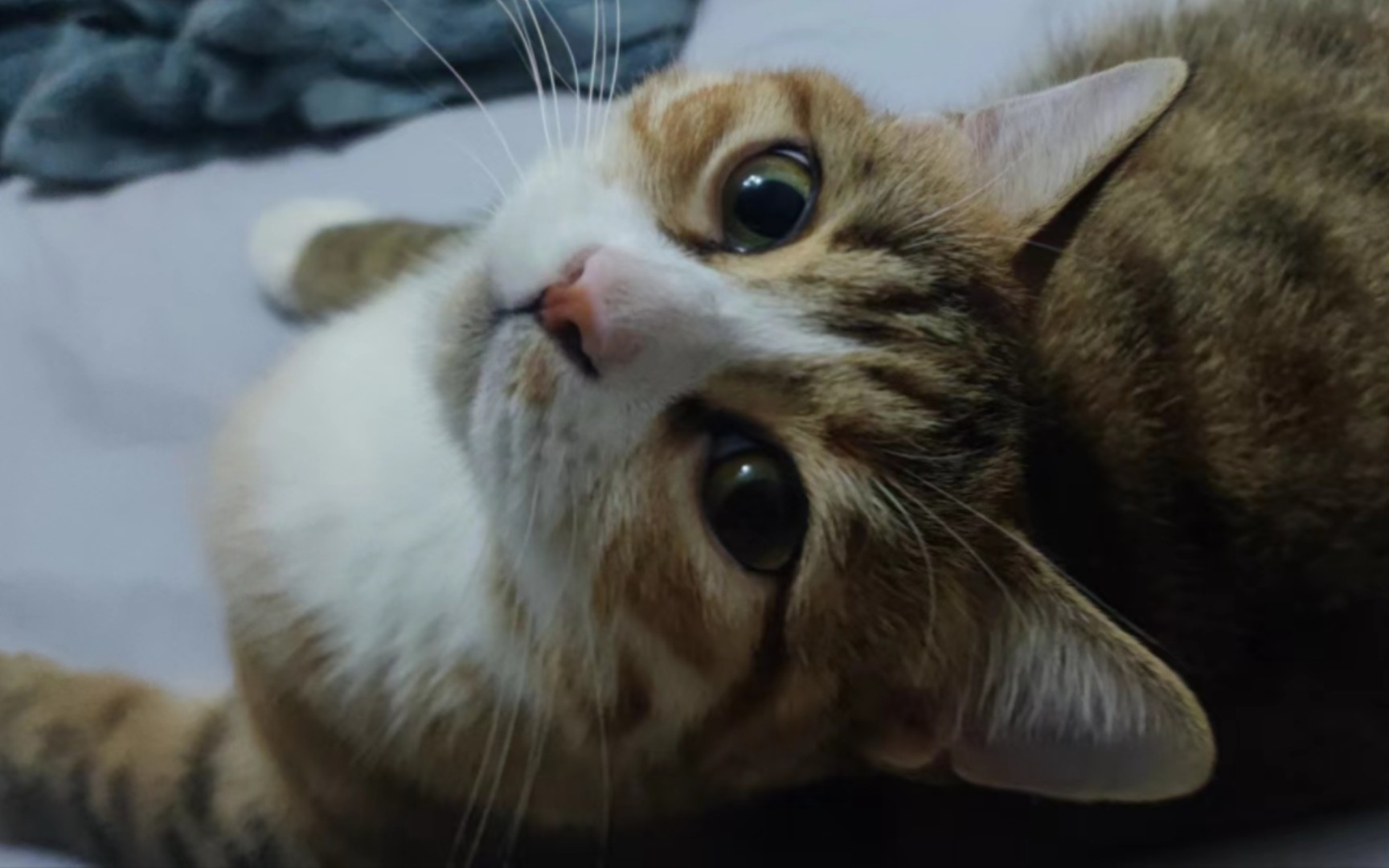 谁能拒绝一个听话的小猫咪呢