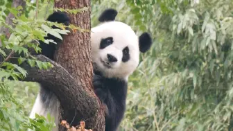 Tải video: 24.09.28 挂了很久树的白天 流畅下树全过程