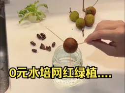 Скачать видео: 吃剩的果蔬你别扔，拿来水培提升居家幸福感！ #植物 #蔬菜水培 #网红绿植