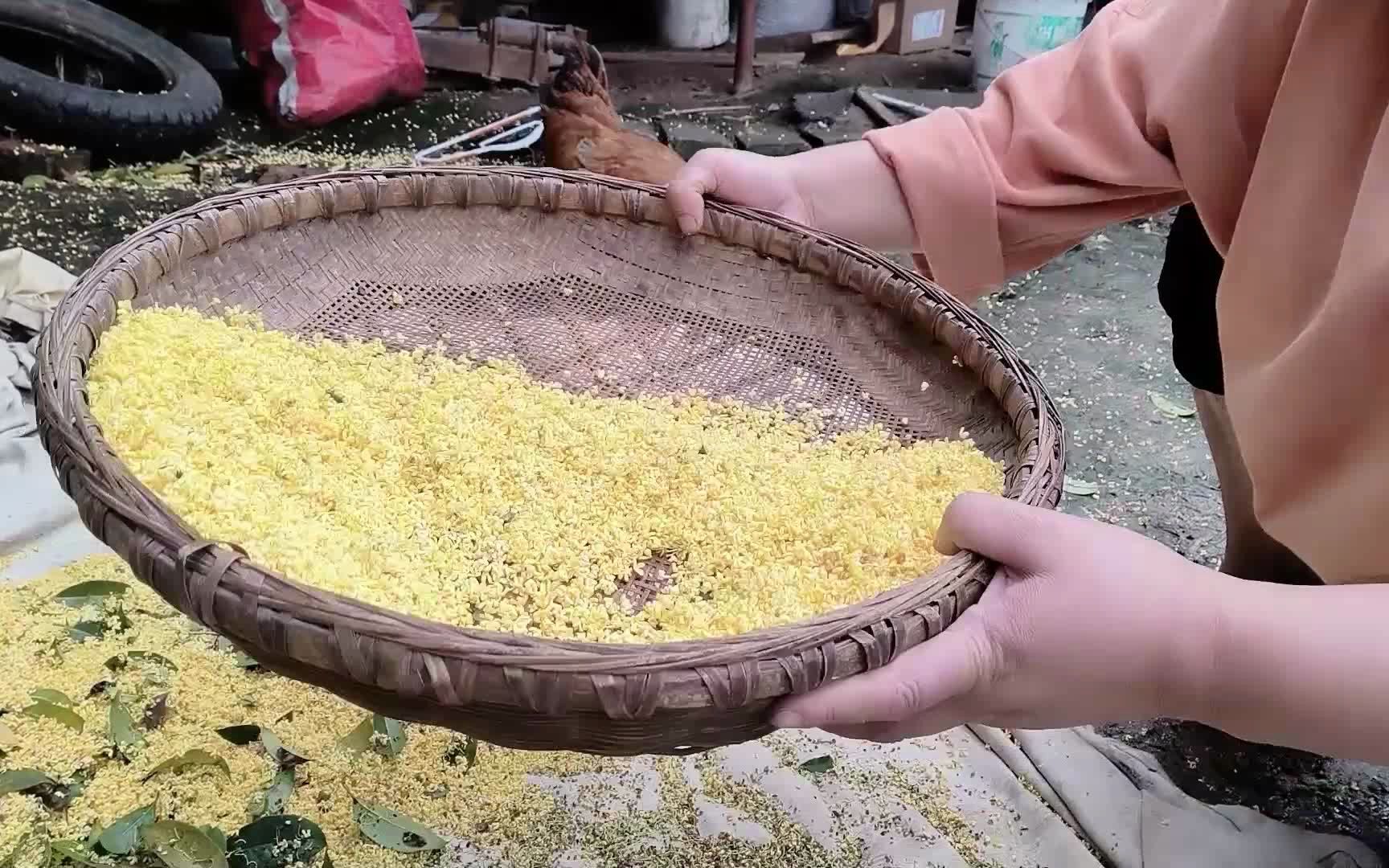 [图]八月桂花香，农家小院里的桂花打下来做桂花蜜，晒干后做桂花茶