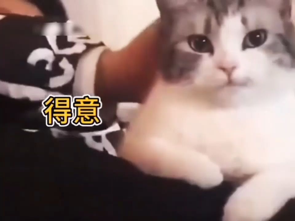 猫界的新品种绿茶猫,撒娇的猫咪最好命哔哩哔哩bilibili