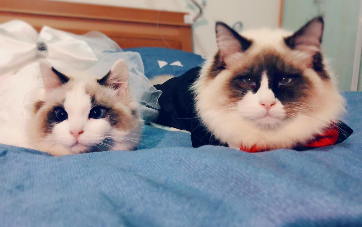 云吸喵~布偶猫穿上帅气的西服美美的婚纱来啦~~~喵呜