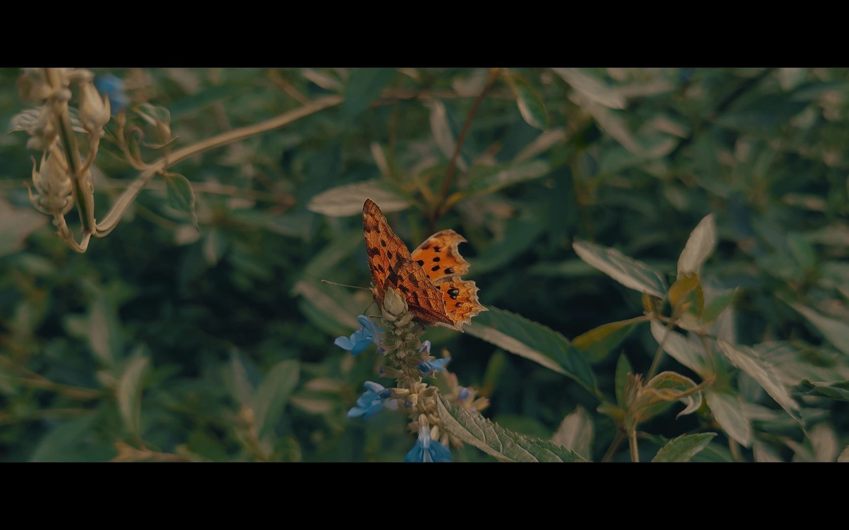 小米10至尊 4klog  测试