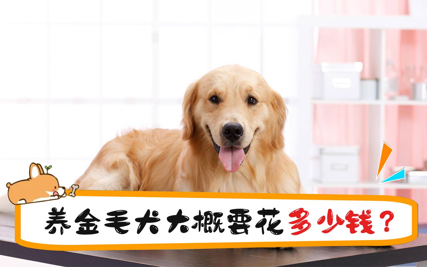 养金毛犬大概要花多少钱哔哩哔哩bilibili