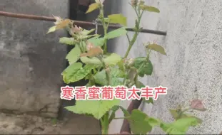 Скачать видео: 寒香蜜葡萄每年都很丰产，丛林玫瑰一般般，藤稔乒乓球也结的不多