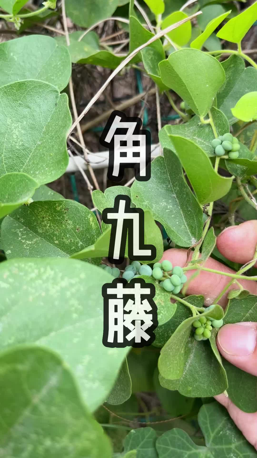 牛角藤的功效图片