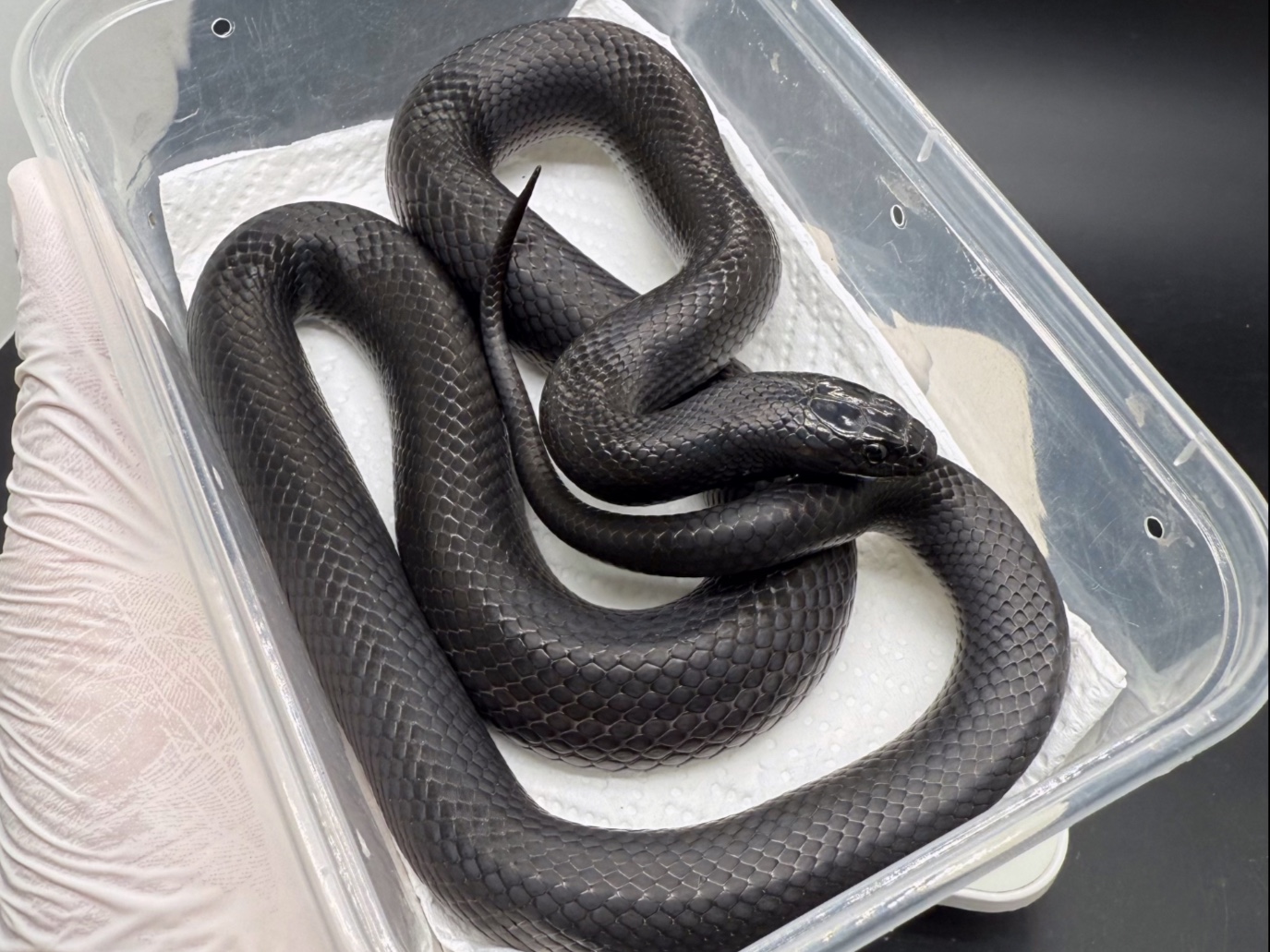 精品黑王蛇一枚,下巴一丢丢白点