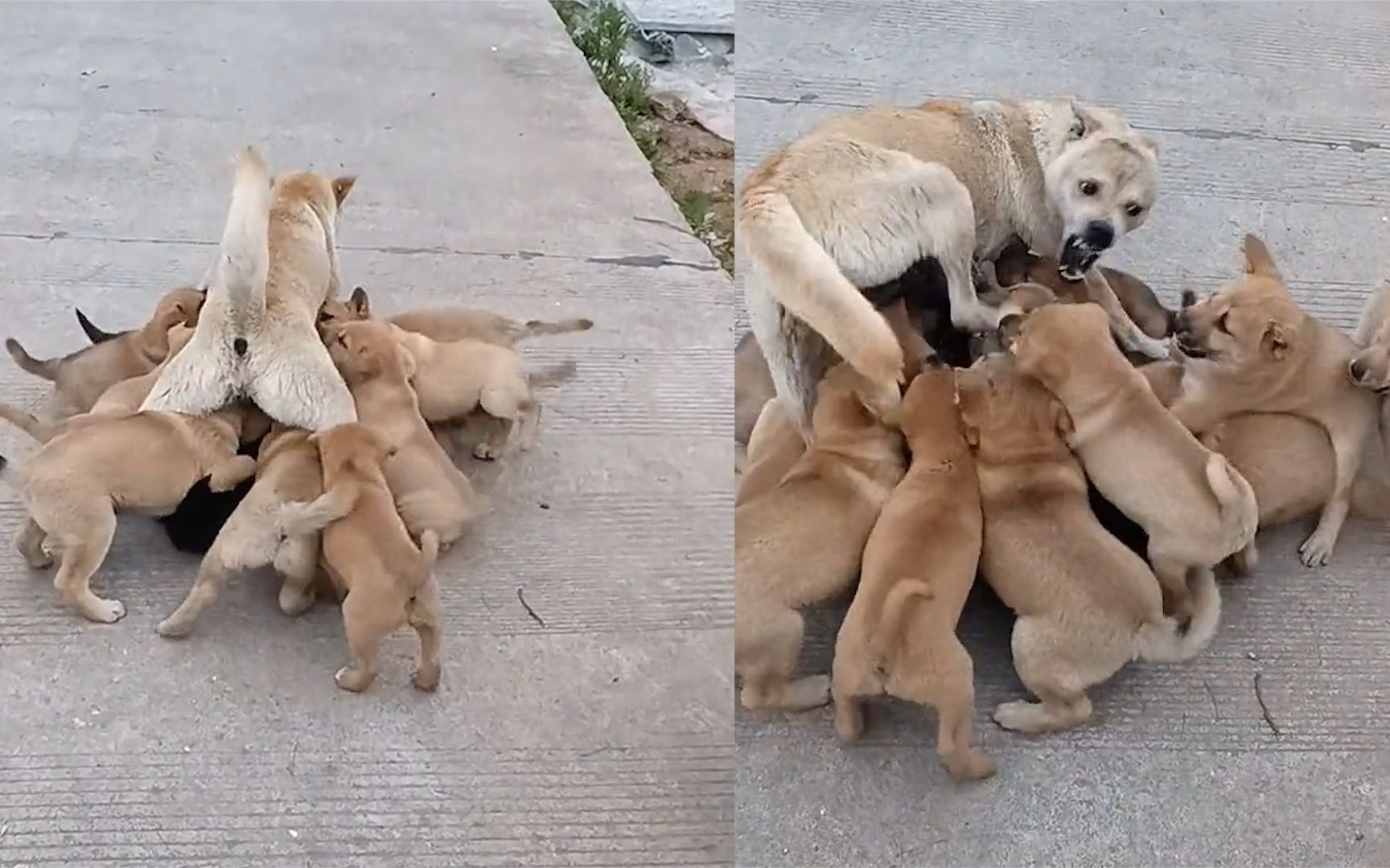 [图]两岁田园犬一下产狗14只，隔屏幕都能感受到它的绝望