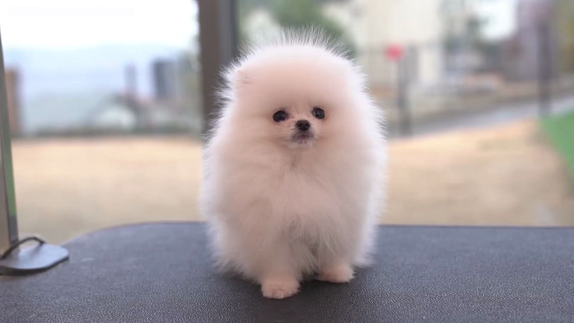 可爱的狗狗韩国宠物狗剪毛记录给狗狗做按摩