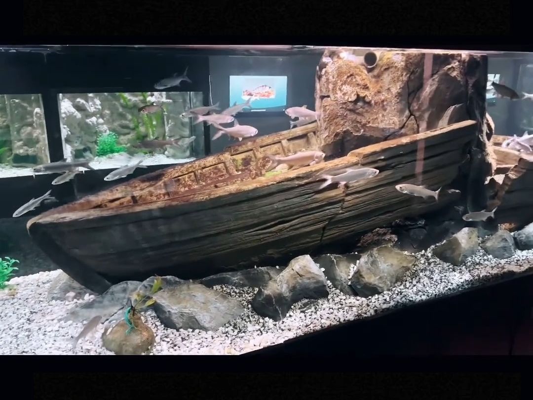 原生态鱼缸造景教程图片