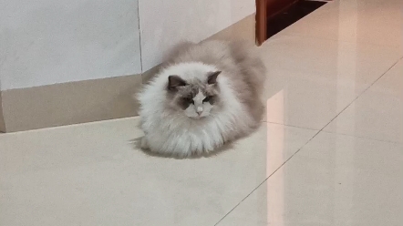 三角形脸的猫猫