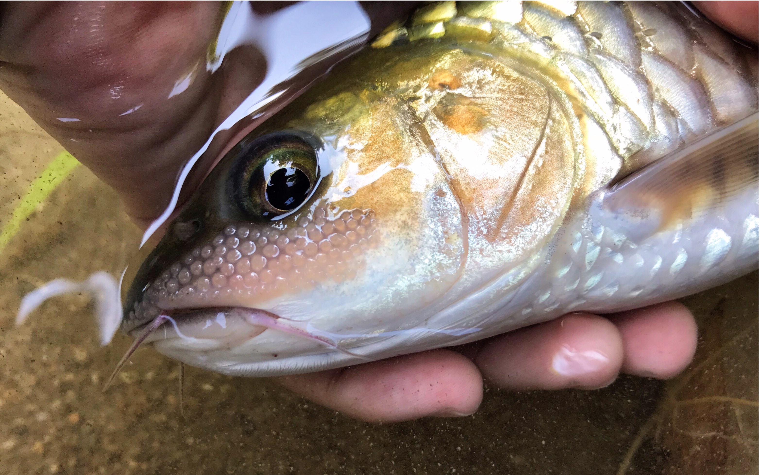 騎行進山去路亞赤眼鱒鱖魚軍魚馬口放流hollywhataday