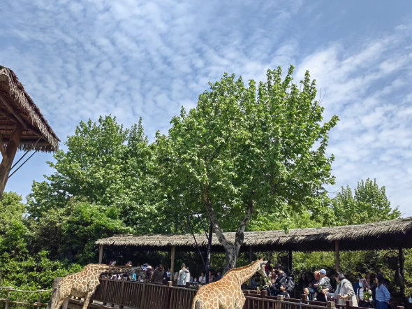 上海野生动物园1