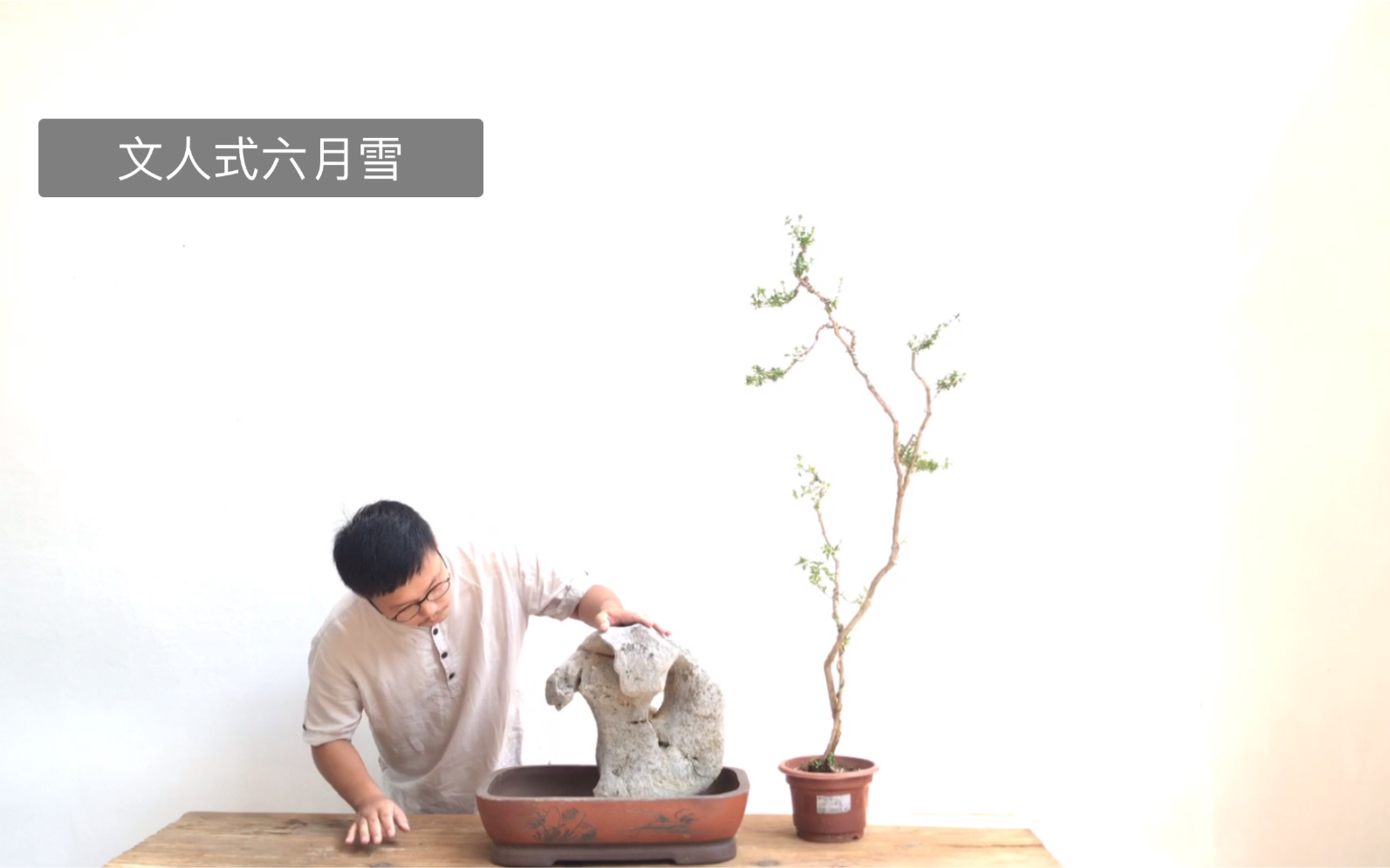文人式六月雪盆景