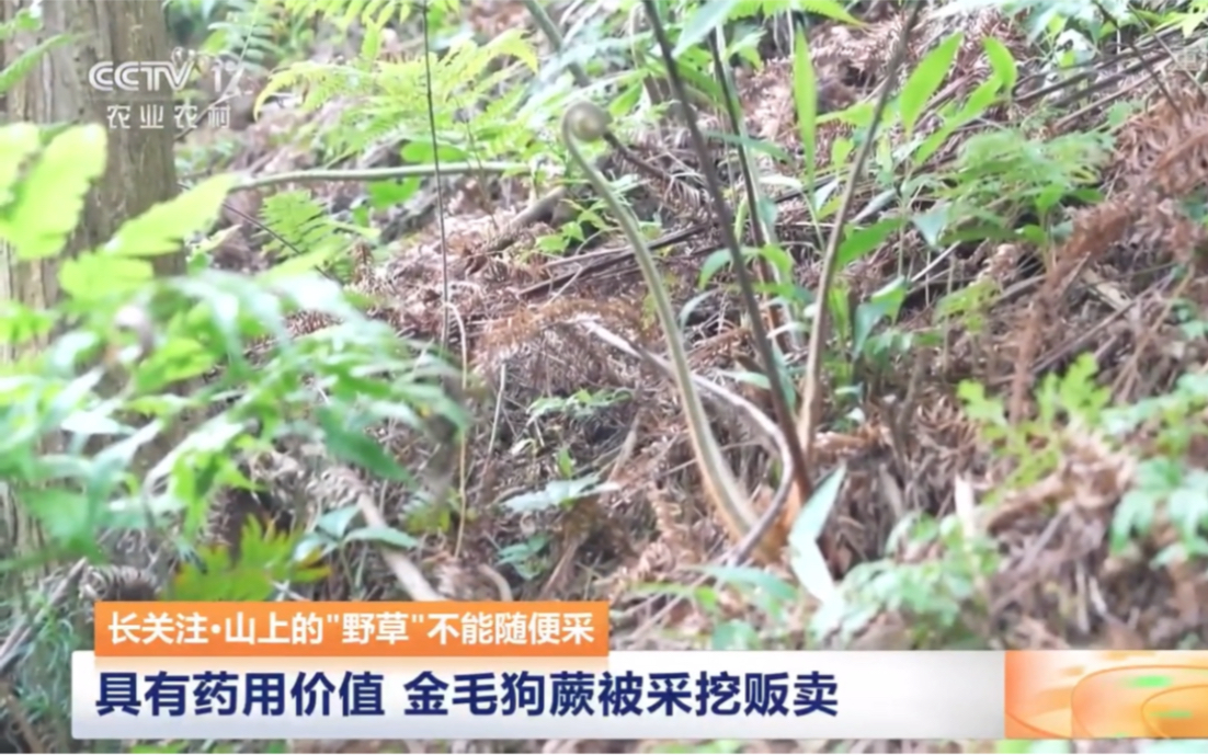 金毛狗蕨被盗采挖贩卖
