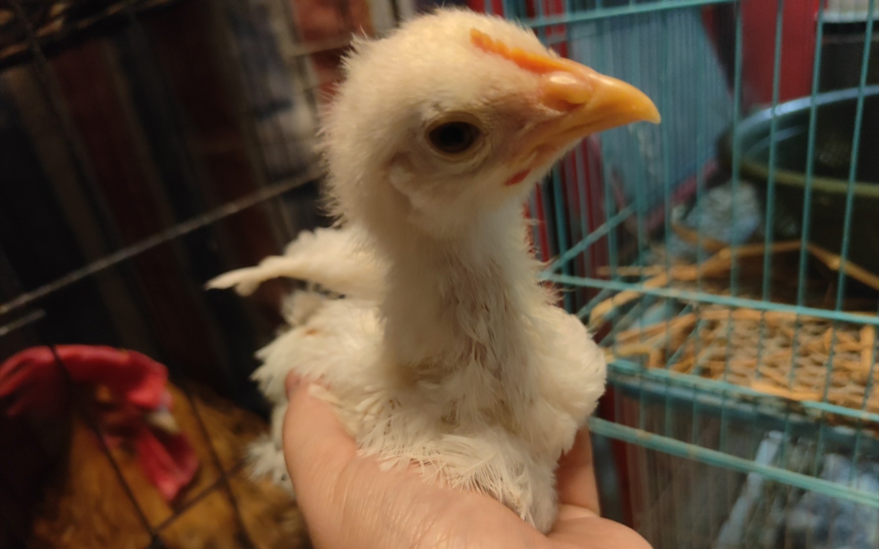 【宠物鸡】小鸡咕萌真可爱呀